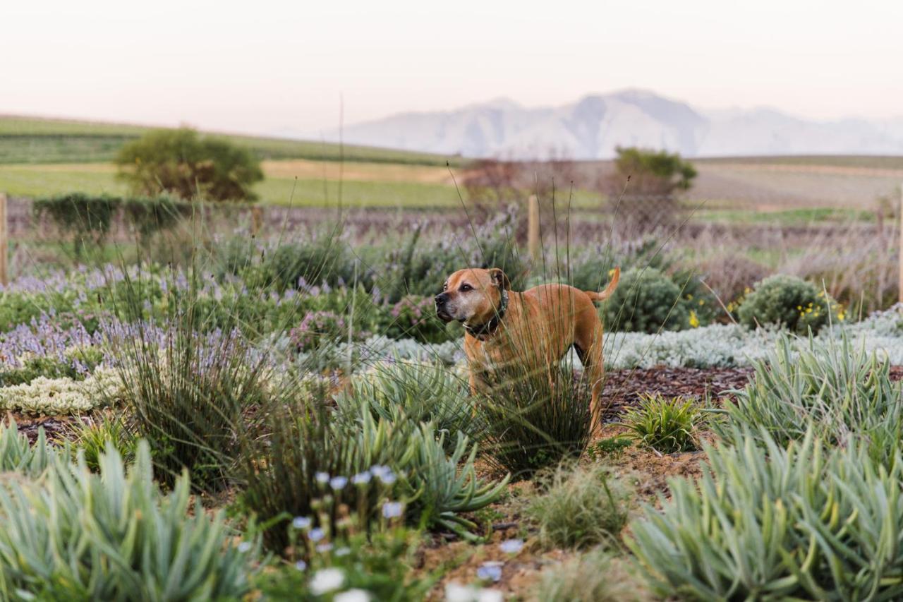 Vineyard Views Country House Riebeek-Kasteel Luaran gambar